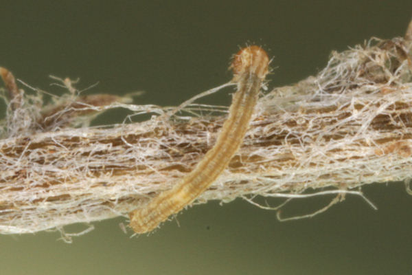 Eupithecia icterata: Bild 12
