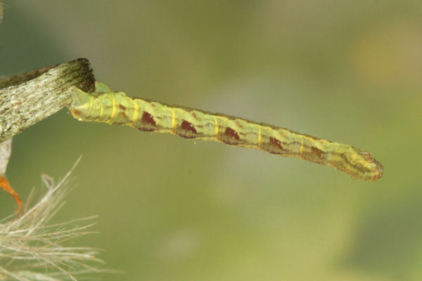 Eupithecia satyrata: Bild 97