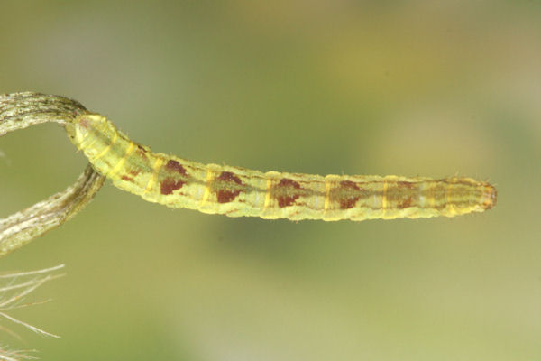 Eupithecia satyrata: Bild 98