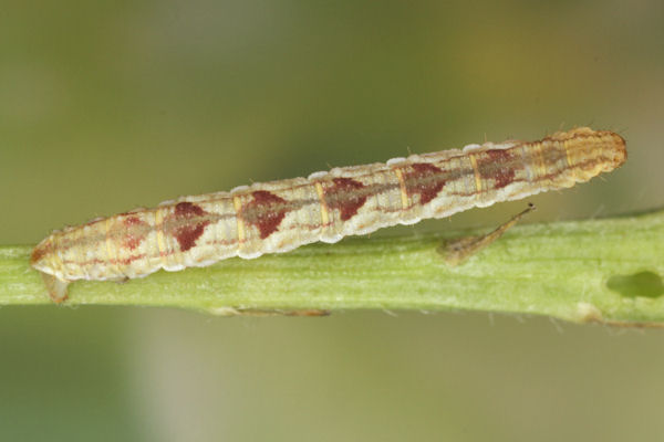 Eupithecia satyrata: Bild 126