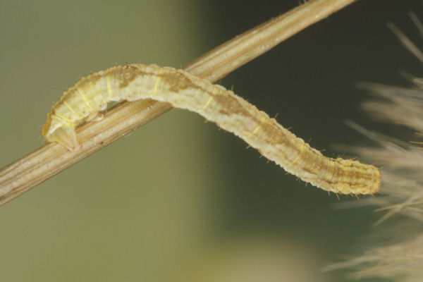 Eupithecia satyrata: Bild 102