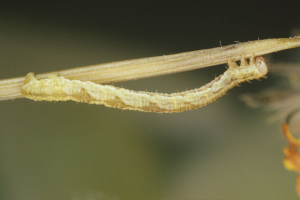 Eupithecia satyrata: Bild 103