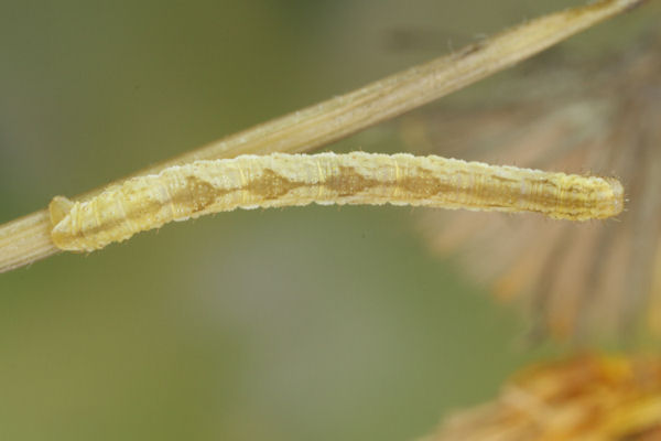 Eupithecia satyrata: Bild 104