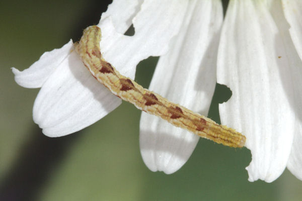 Eupithecia satyrata: Bild 73
