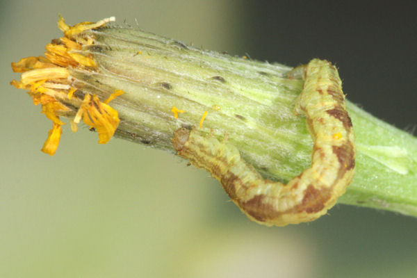 Eupithecia satyrata: Bild 78