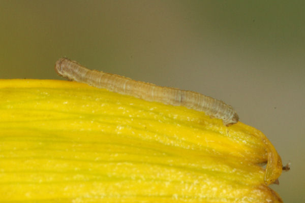 Eupithecia satyrata: Bild 39