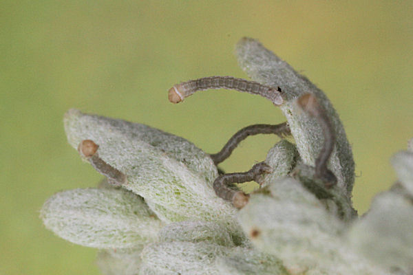Eupithecia satyrata: Bild 14