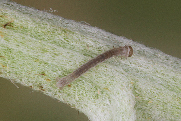 Eupithecia satyrata: Bild 15