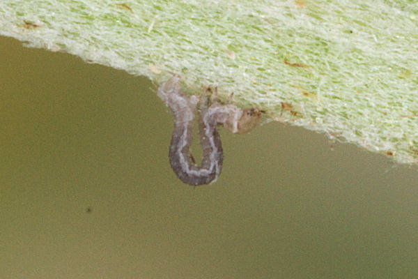 Eupithecia satyrata: Bild 16
