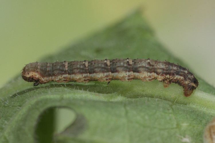 Colostygia kollariaria: Bild 15