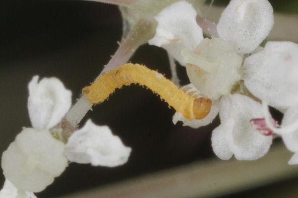 Eupithecia catharinae: Bild 2