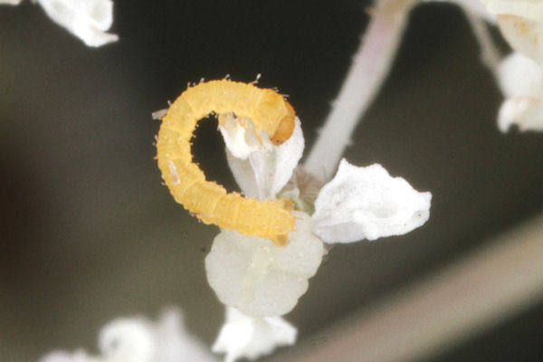 Eupithecia catharinae: Bild 4