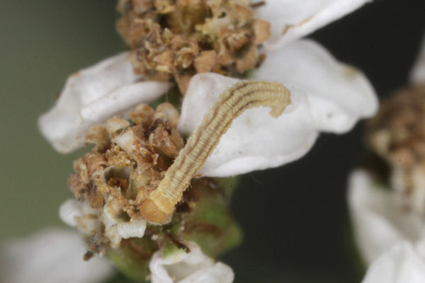 Eupithecia catharinae: Bild 8