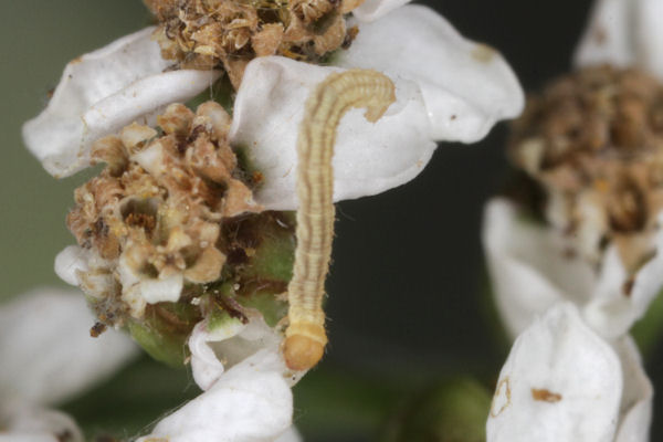 Eupithecia catharinae: Bild 7