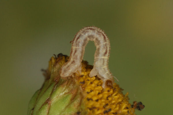 Eupithecia catharinae: Bild 11