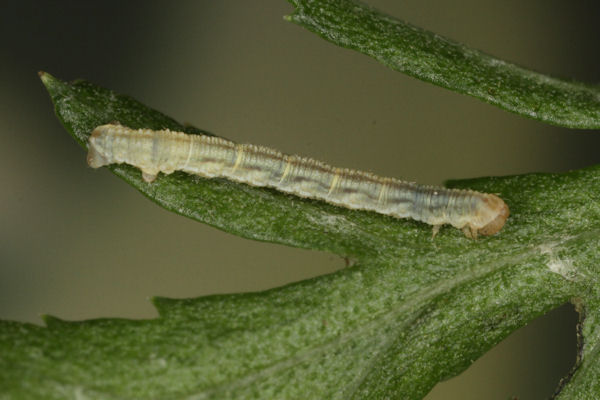 Eupithecia catharinae: Bild 10