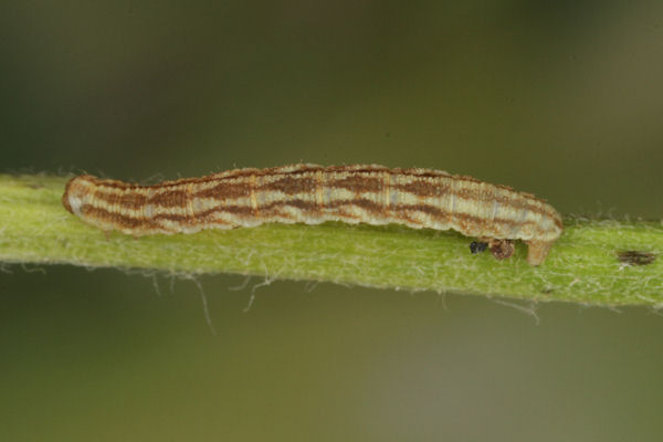 Eupithecia catharinae: Bild 15