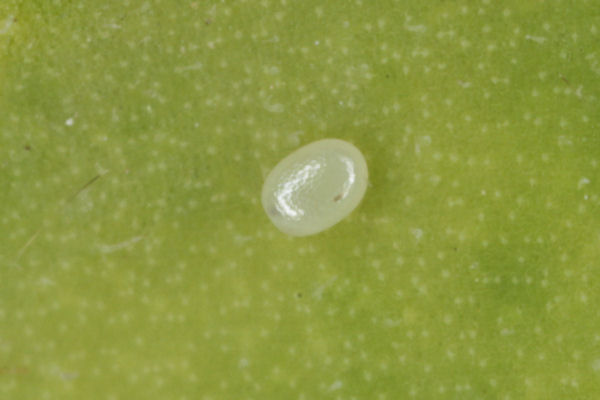 Eupithecia vulgata: Bild 2