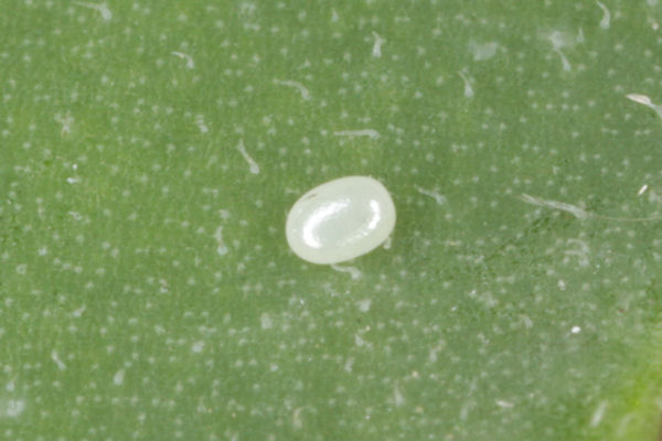 Eupithecia vulgata: Bild 4