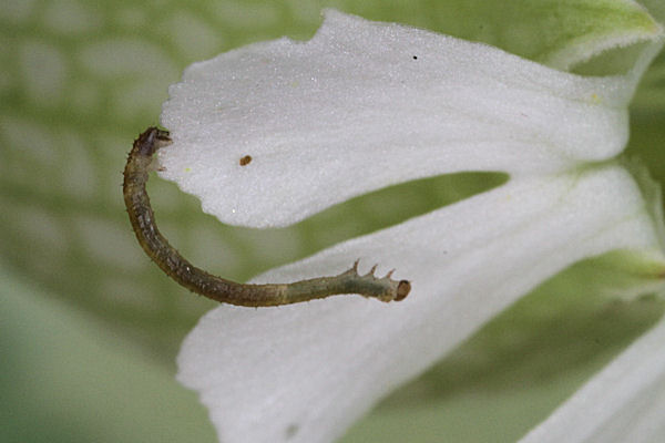 Eupithecia vulgata: Bild 8
