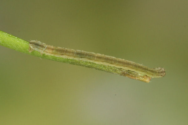 Eupithecia vulgata: Bild 11