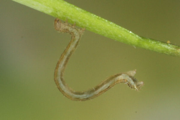 Eupithecia vulgata: Bild 12