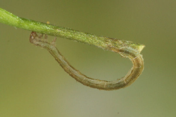 Eupithecia vulgata: Bild 13