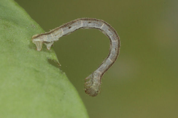 Eupithecia vulgata: Bild 19