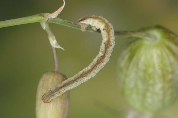 Eupithecia vulgata: Bild 20