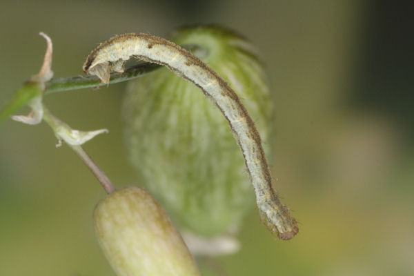 Eupithecia vulgata: Bild 21