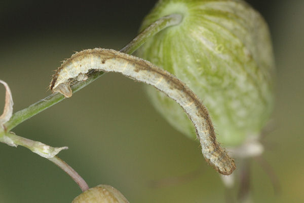 Eupithecia vulgata: Bild 22