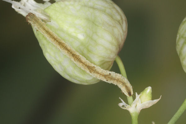 Eupithecia vulgata: Bild 23