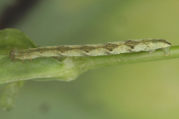 Eupithecia vulgata: Bild 26