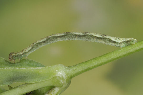 Eupithecia vulgata: Bild 27