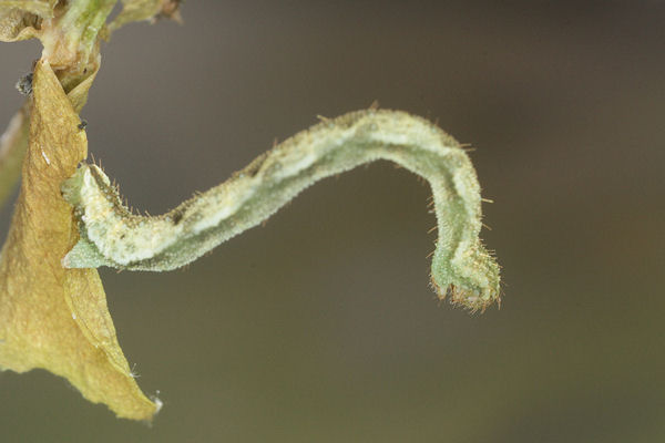 Eupithecia vulgata: Bild 31