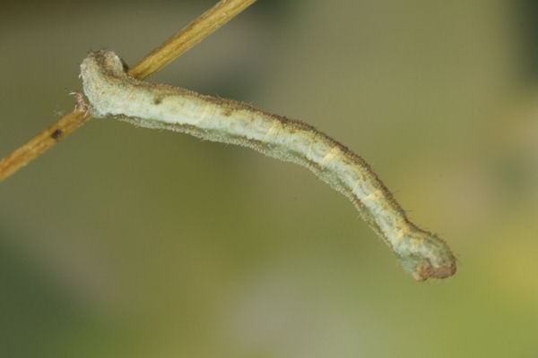 Eupithecia vulgata: Bild 32