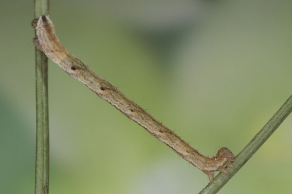 Eupithecia vulgata: Bild 33