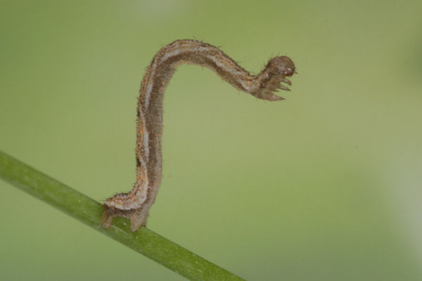 Eupithecia vulgata: Bild 36