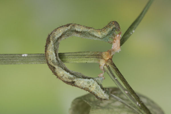 Eupithecia vulgata: Bild 44