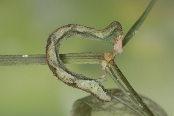 Eupithecia vulgata: Bild 44