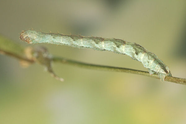 Eupithecia vulgata: Bild 45