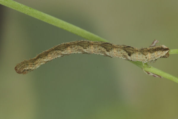 Eupithecia vulgata: Bild 47
