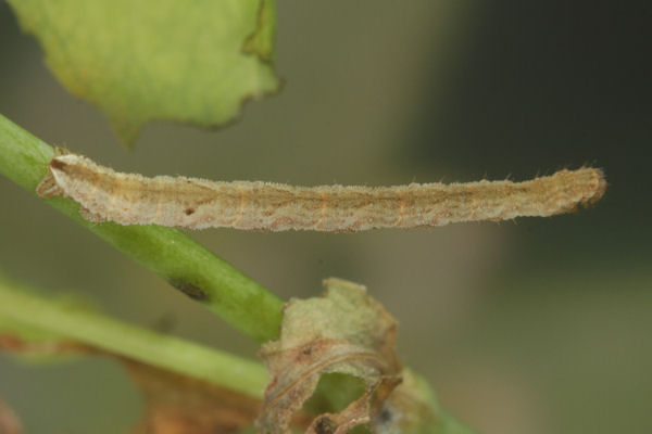 Eupithecia vulgata: Bild 49