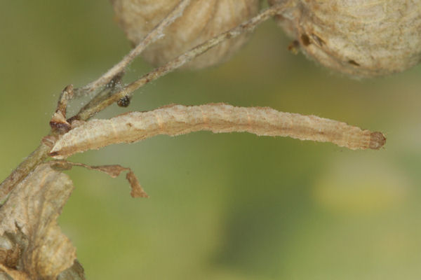 Eupithecia vulgata: Bild 50