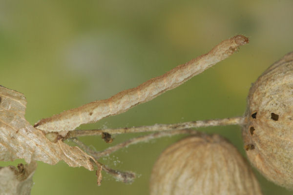 Eupithecia vulgata: Bild 51