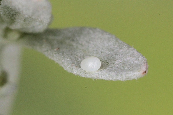Eupithecia satyrata: Bild 4
