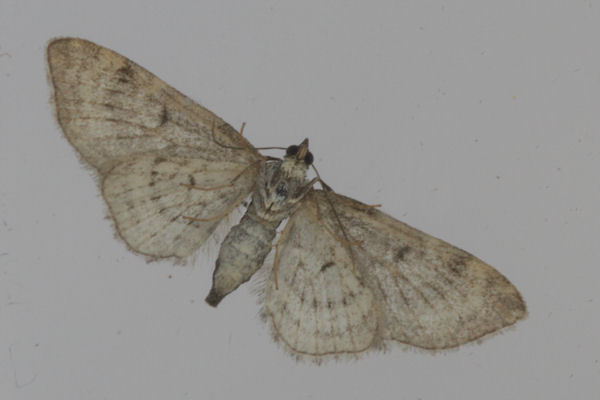 Eupithecia satyrata: Bild 35