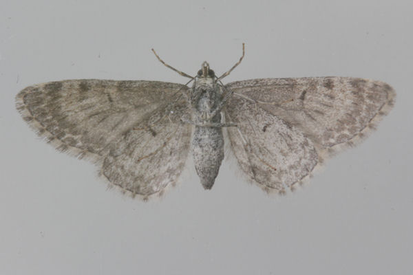 Eupithecia satyrata: Bild 36