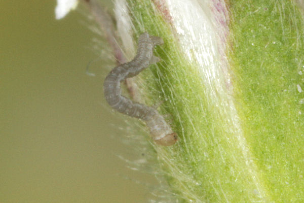 Eupithecia satyrata: Bild 21