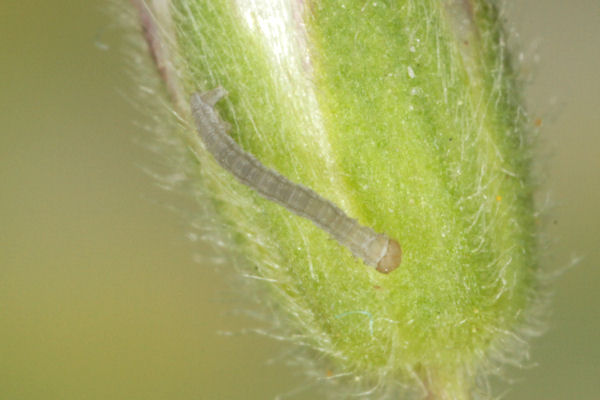 Eupithecia satyrata: Bild 23